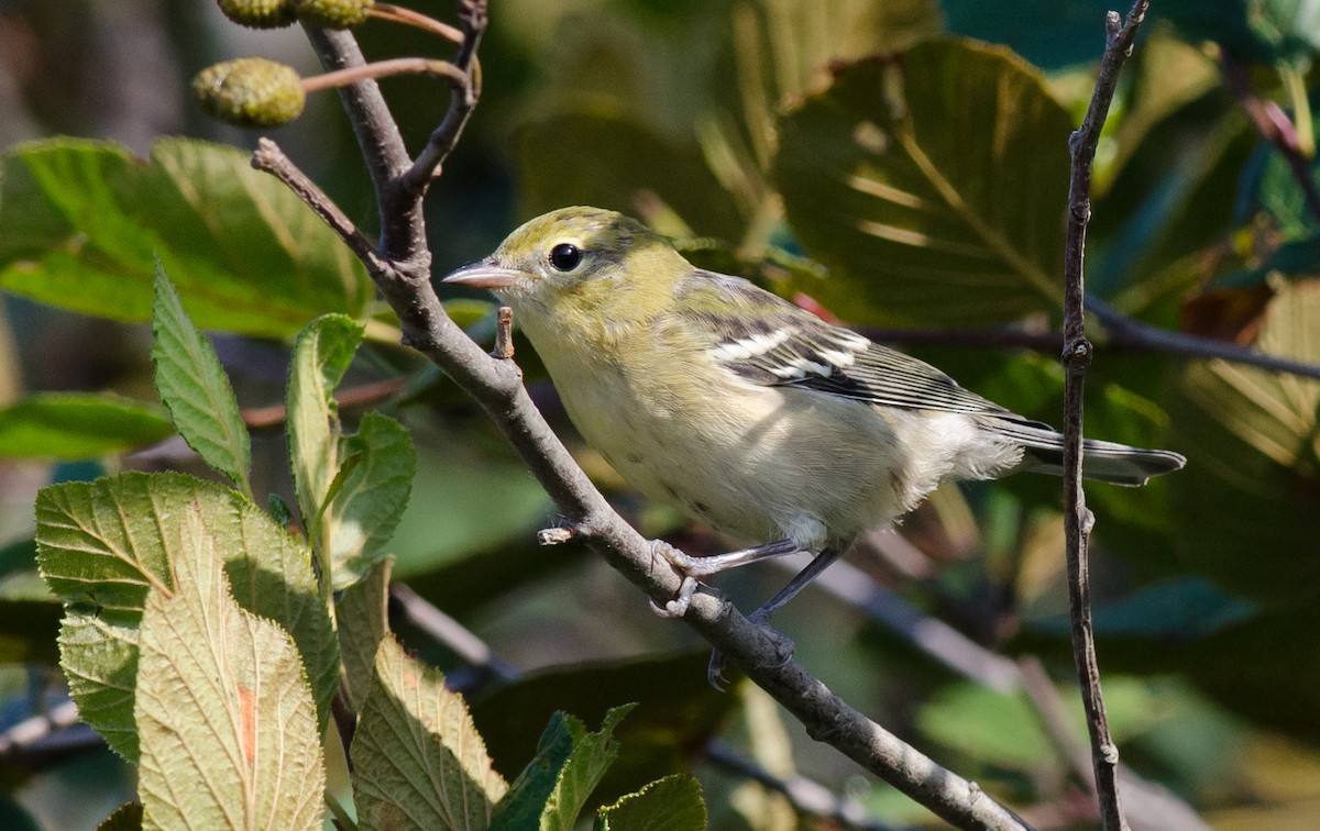 Bay-breasted Warbler - ML33262121