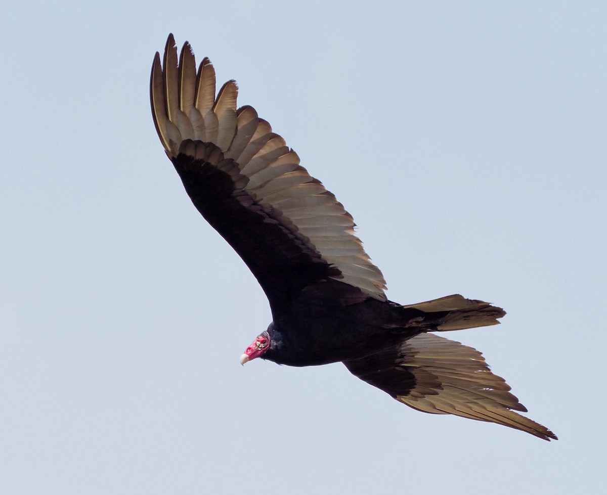 Turkey Vulture - ML332622231