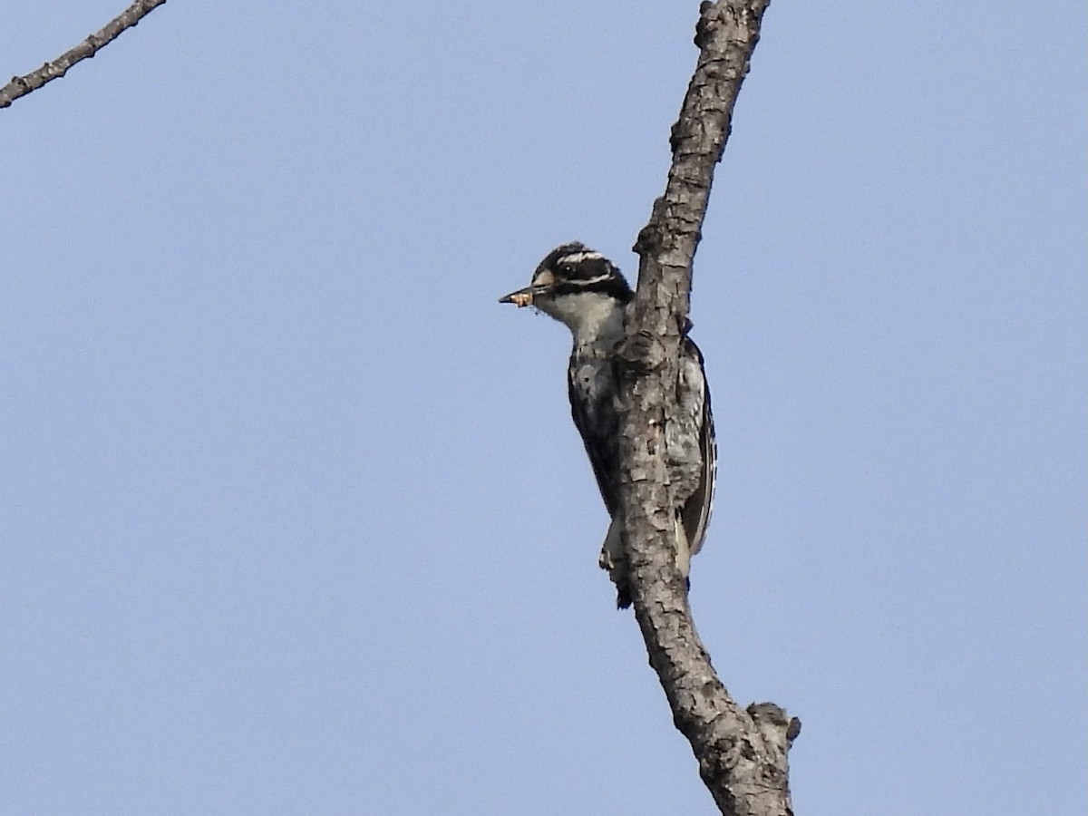 Nuttall's Woodpecker - ML332624011