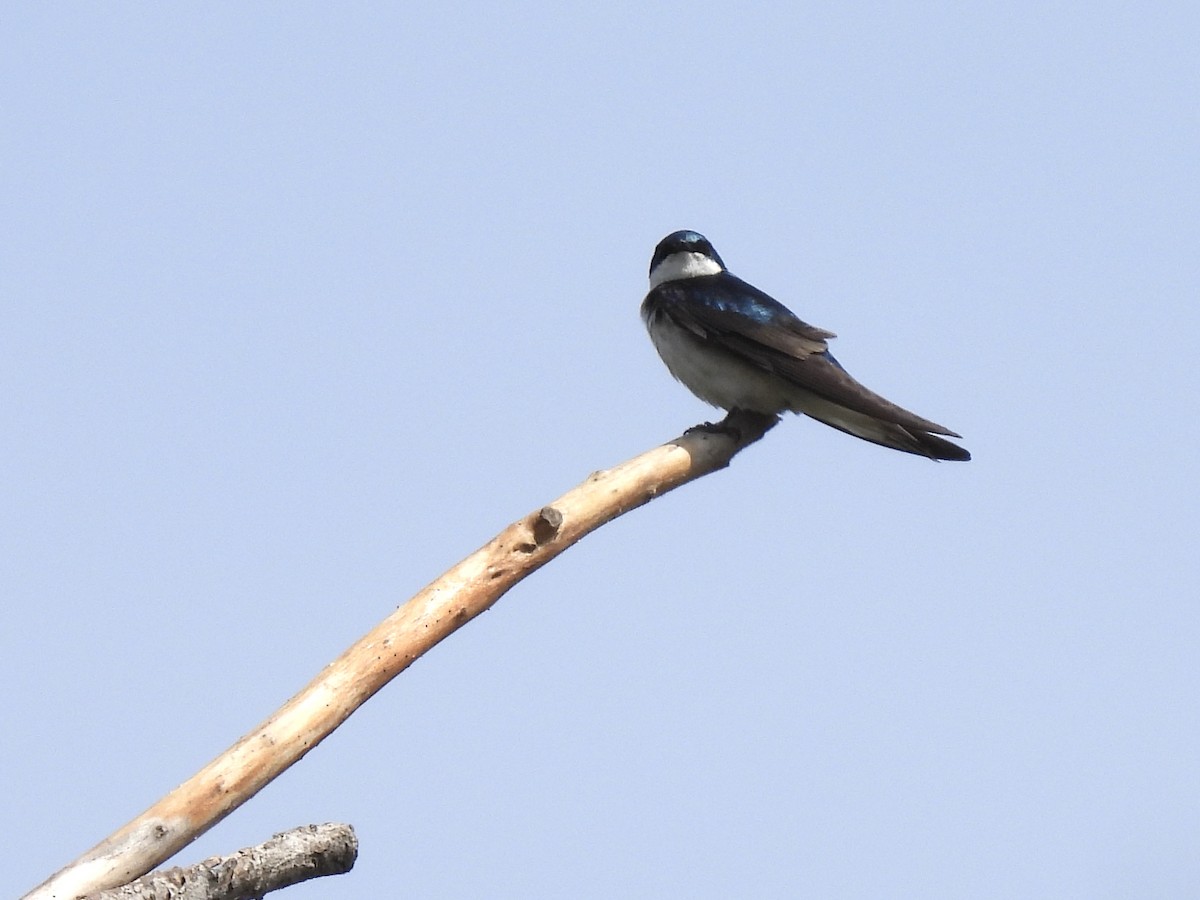 Tree Swallow - Martha Wild