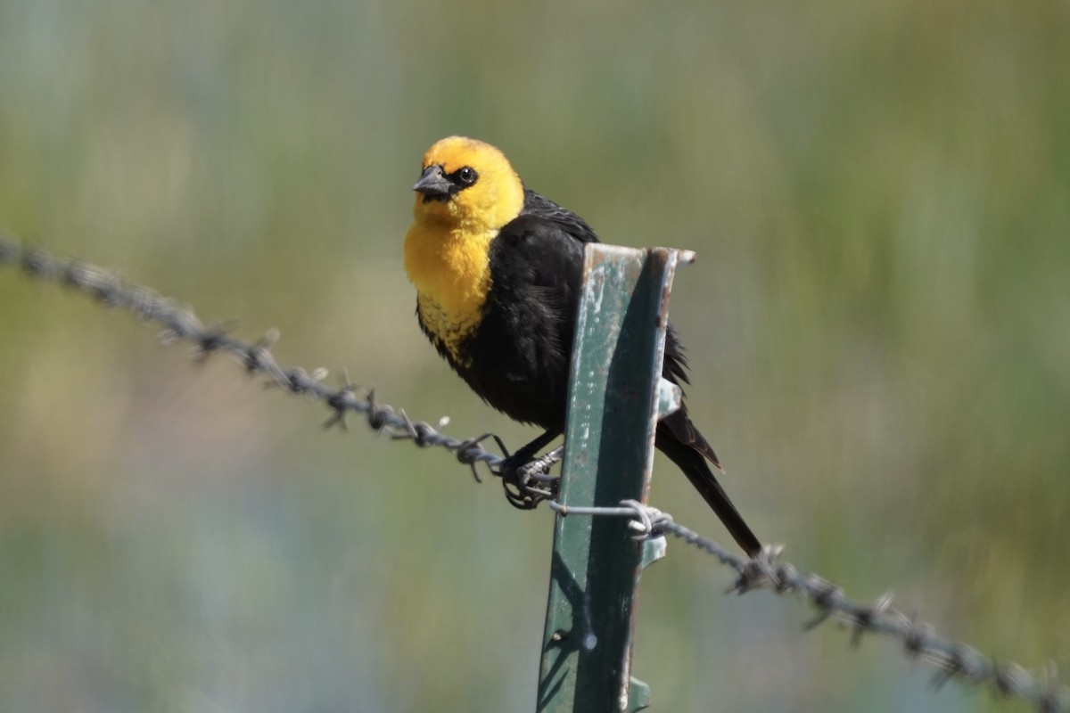 Yellow-headed Blackbird - ML332630651