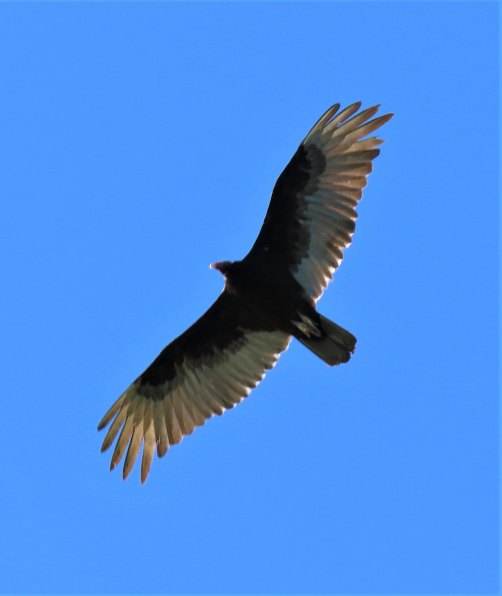 Turkey Vulture - Julie Moore