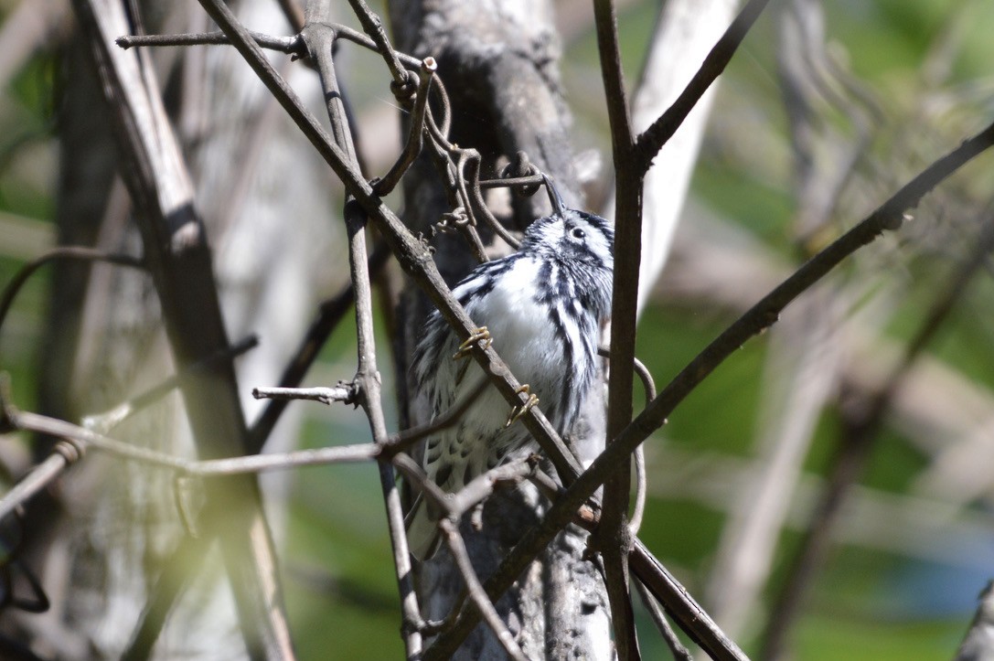 Black-and-white Warbler - ML332635031
