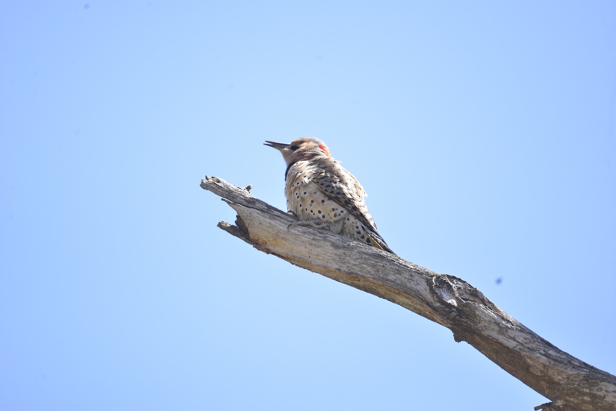 Northern Flicker (Yellow-shafted) - ML332653211