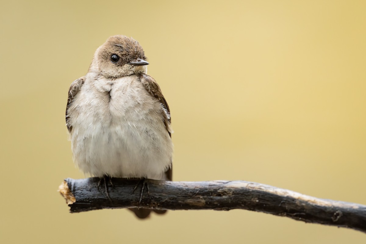Northern Rough-winged Swallow - ML332656781