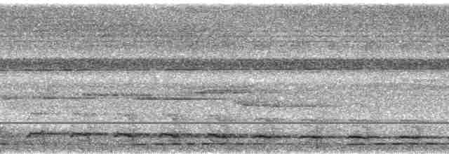 Diard Trogonu - ML33266