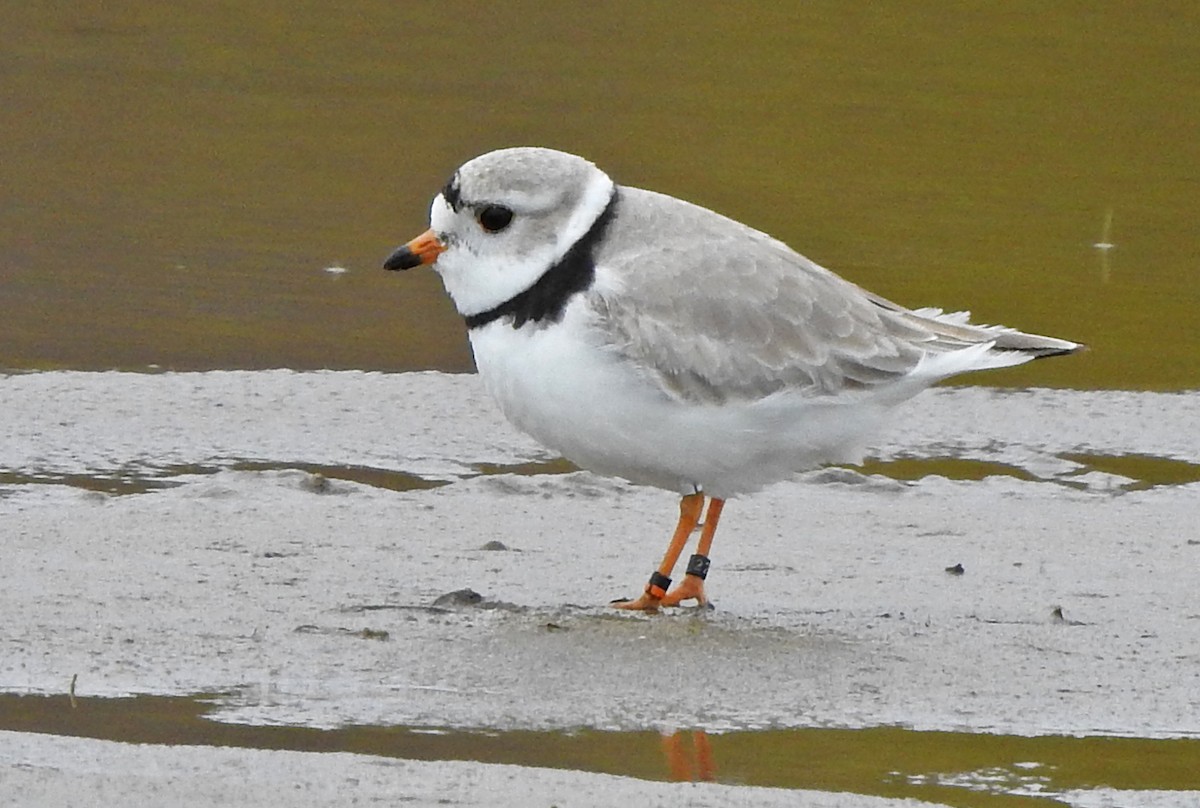 Piping Plover - ML332661421