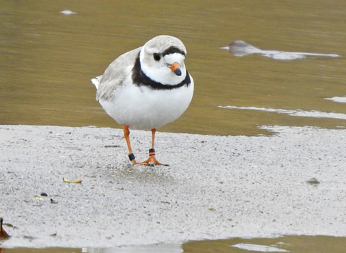 Piping Plover - ML332661531