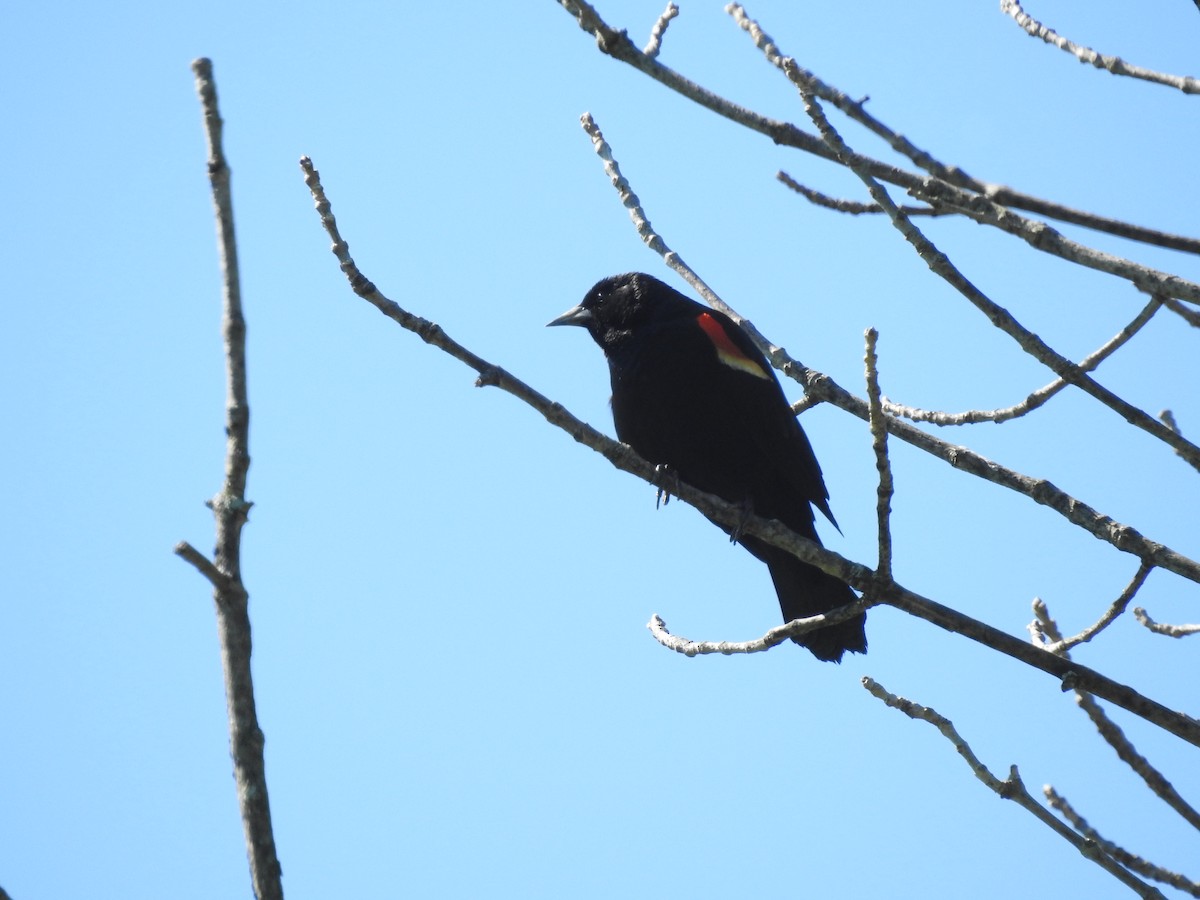 Red-winged Blackbird - ML332664881