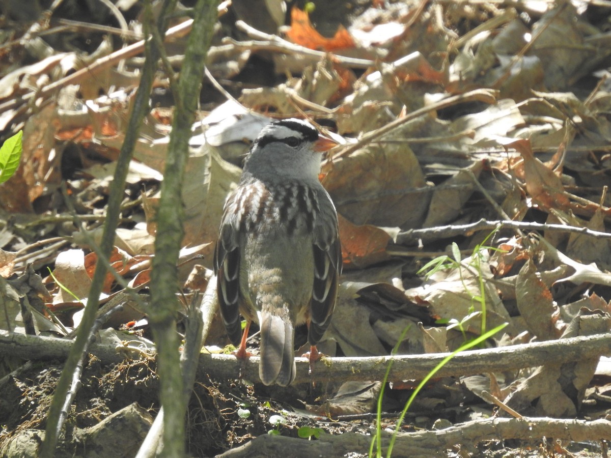 White-crowned Sparrow - ML332666071