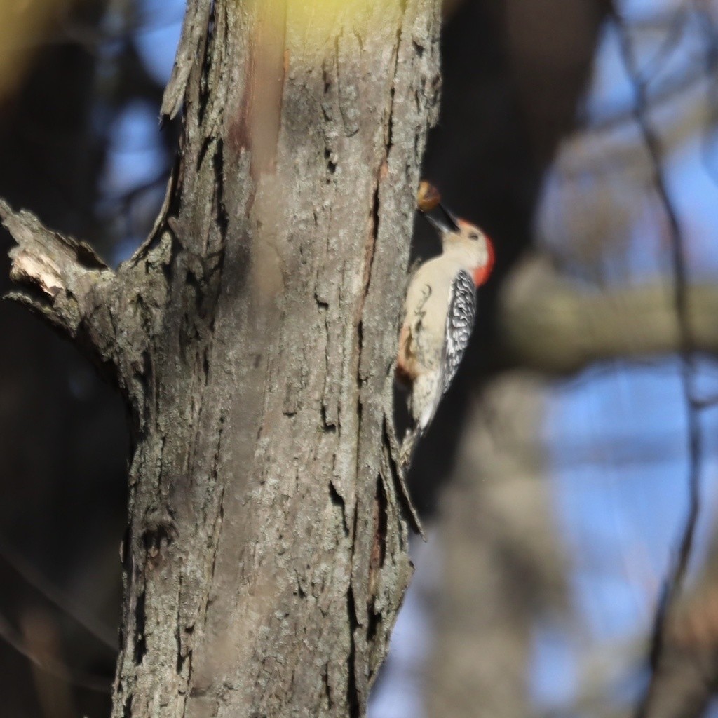 Red-bellied Woodpecker - ML332673091