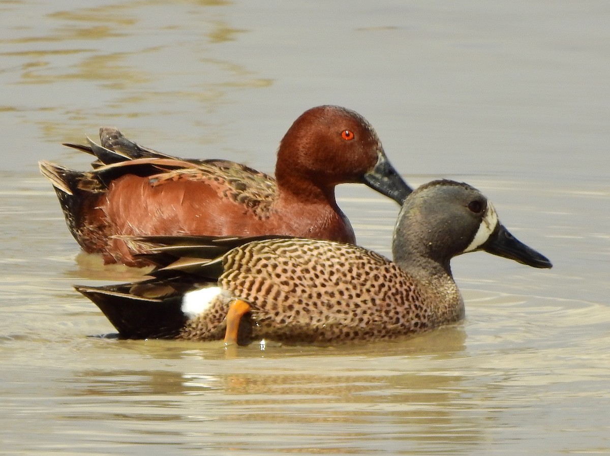Blue-winged Teal - ML332673361