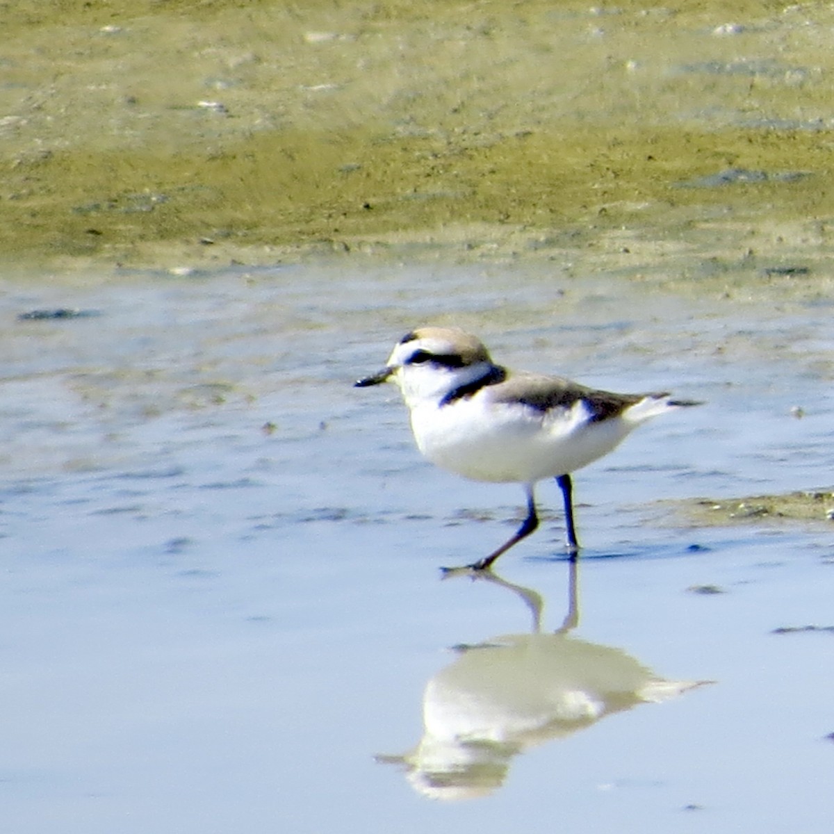 Snowy Plover - Bill Lisowsky