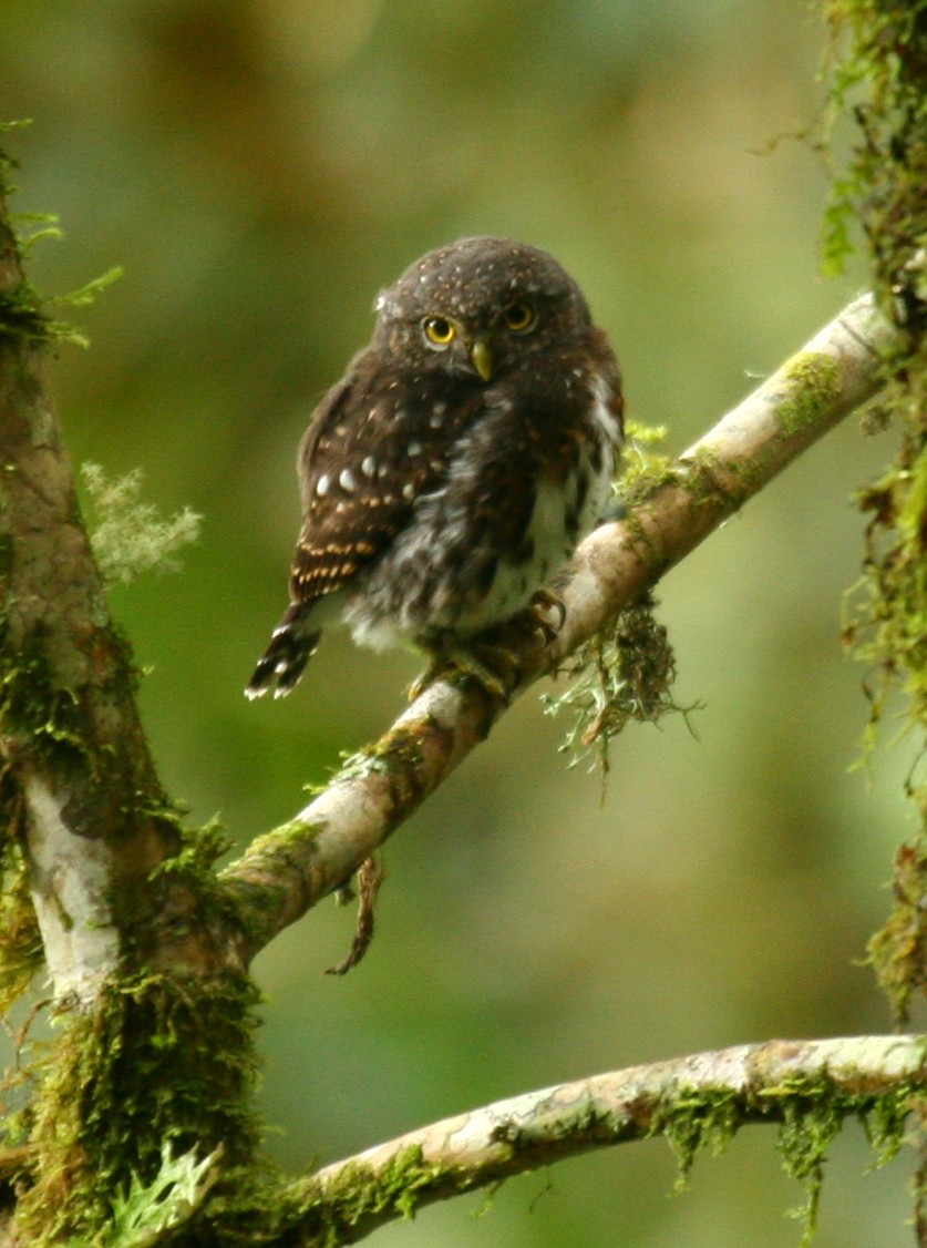 Costa Rican Pygmy-Owl - ML33267631