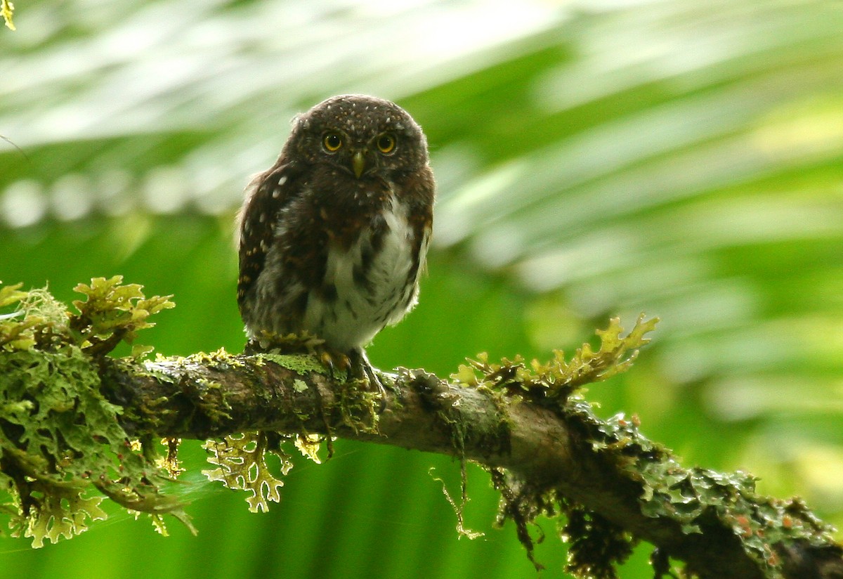 Costa Rican Pygmy-Owl - Michael Woodruff