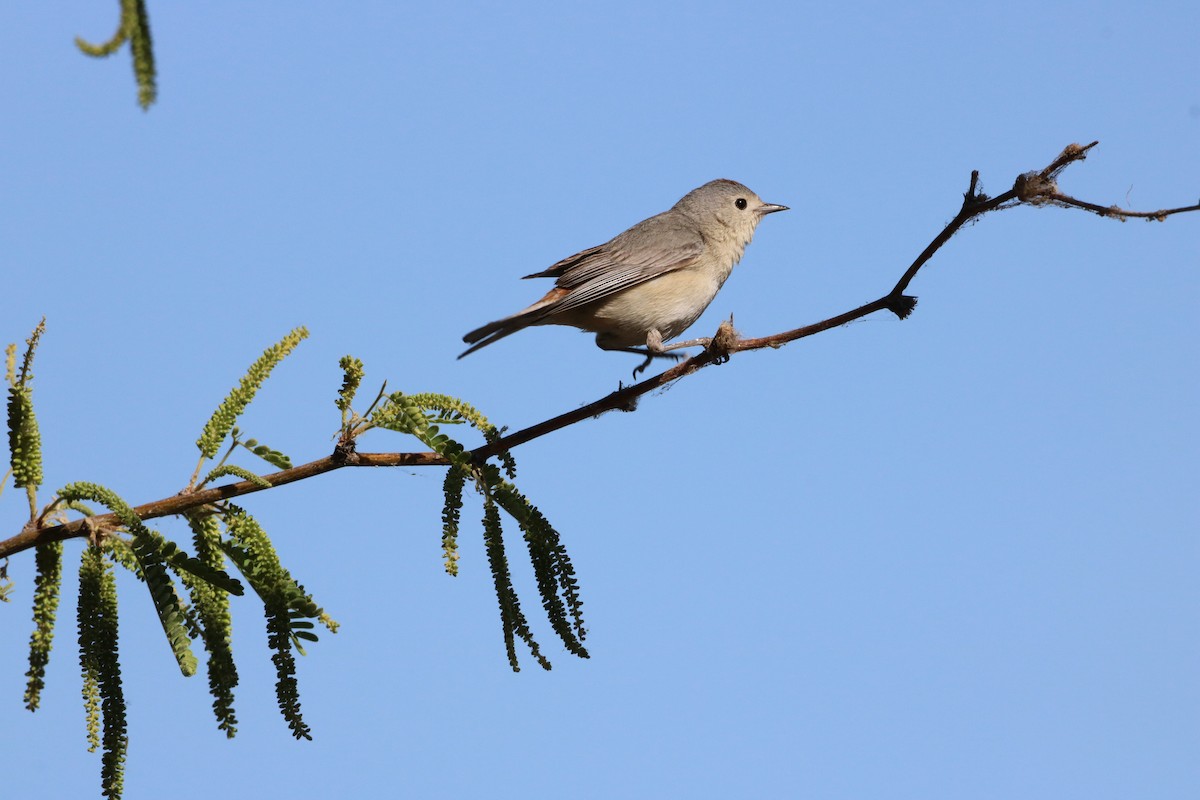 Lucy's Warbler - ML332679881