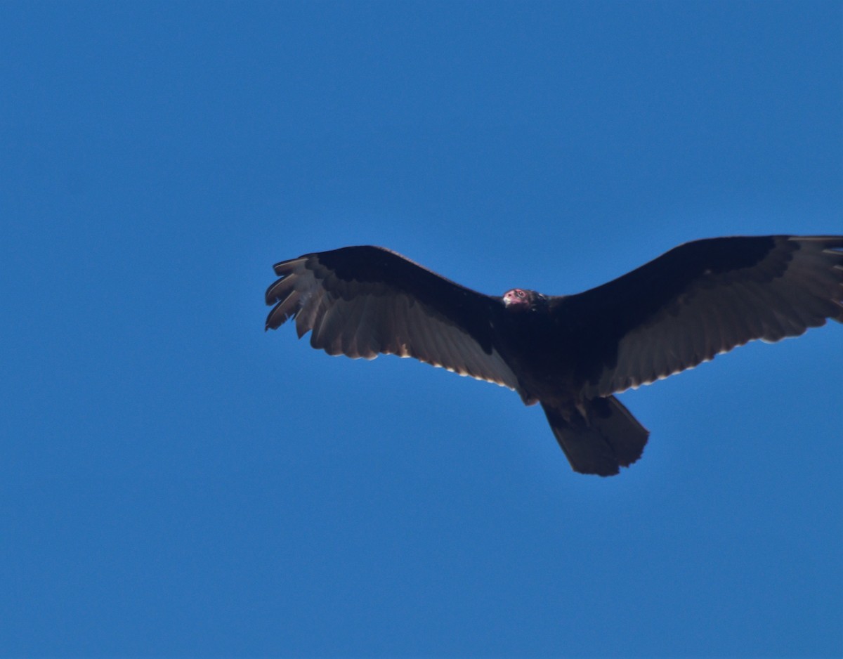 Turkey Vulture - MA 2