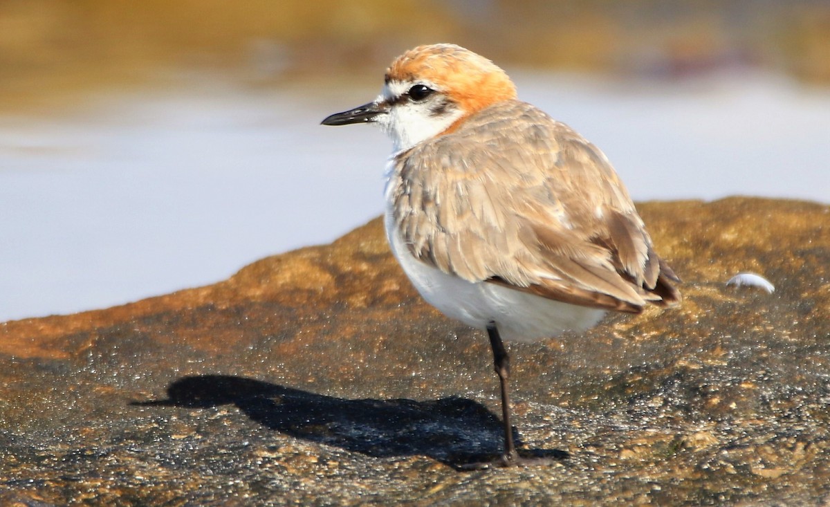 Red-capped Plover - ML332692311