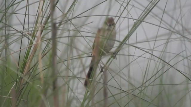 Bristled Grassbird - ML332705921