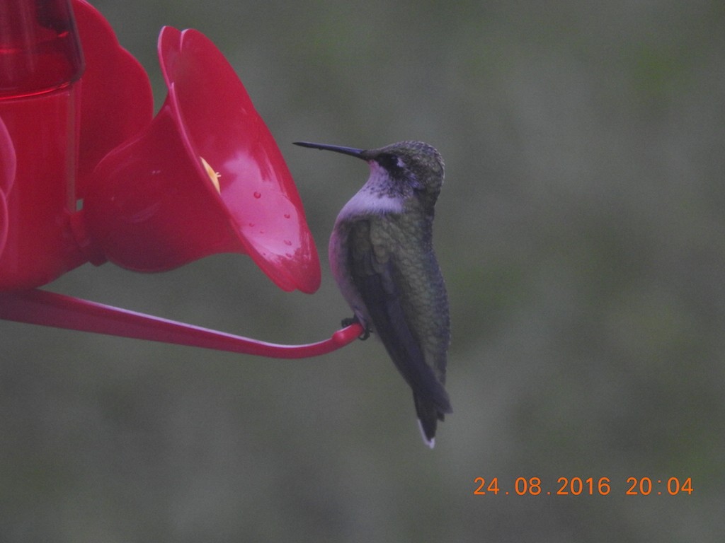 Ruby-throated Hummingbird - Dan Zazelenchuk