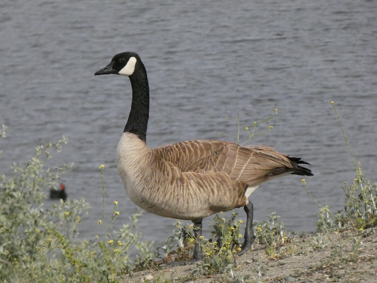 Canada Goose - Braxton Landsman