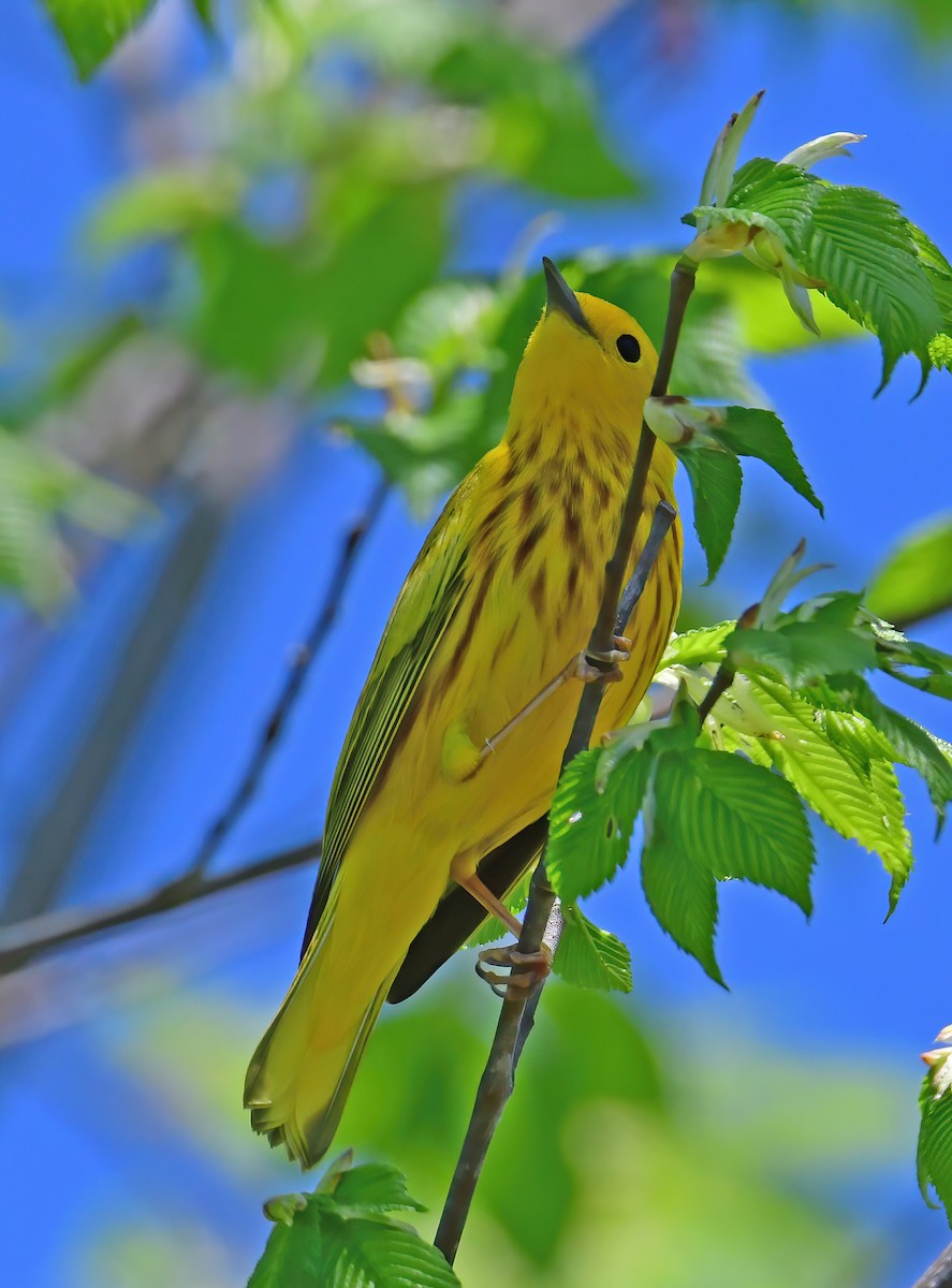 Yellow Warbler - ML332715501