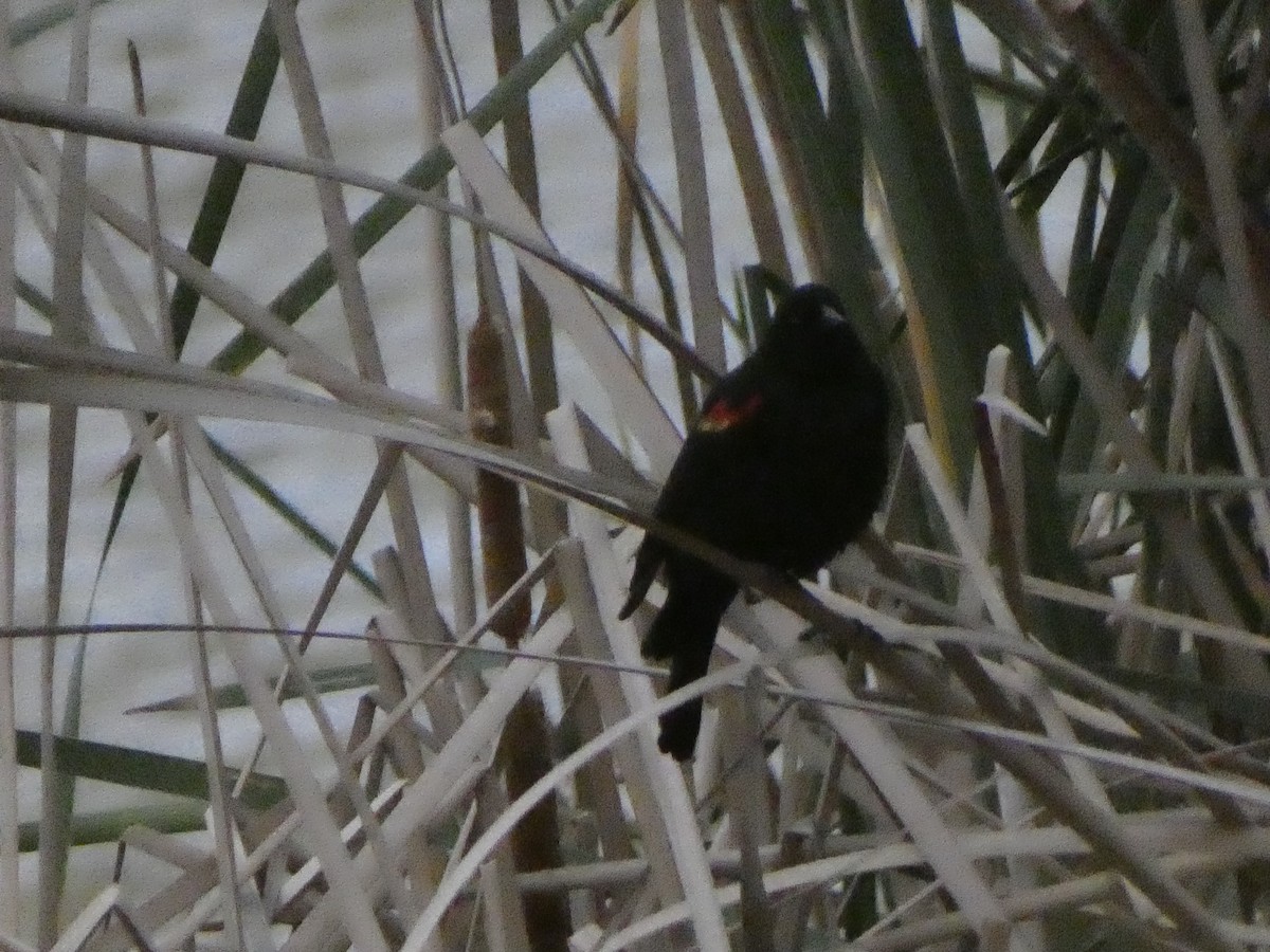 Red-winged Blackbird - ML332716411