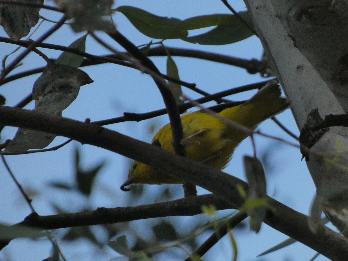 Yellow Warbler - ML332717221