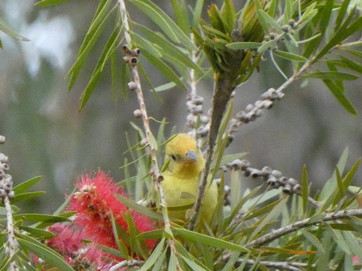 Western Tanager - ML332717911