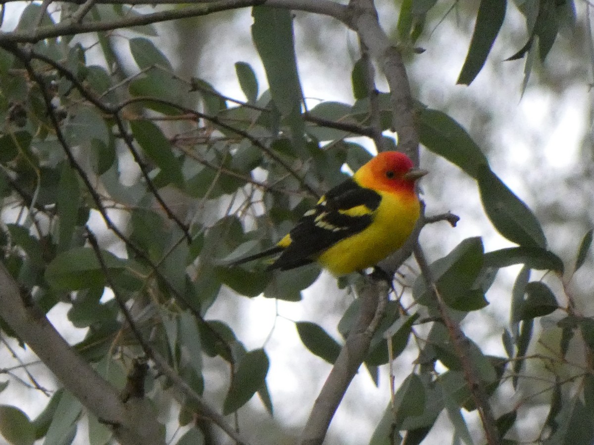 Western Tanager - ML332717931