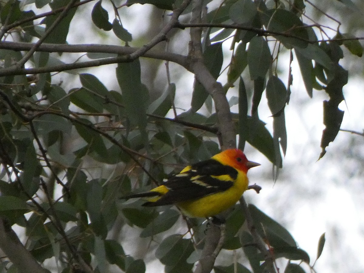 Western Tanager - ML332717971