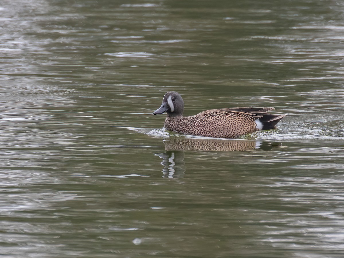 Blue-winged Teal - ML332725021