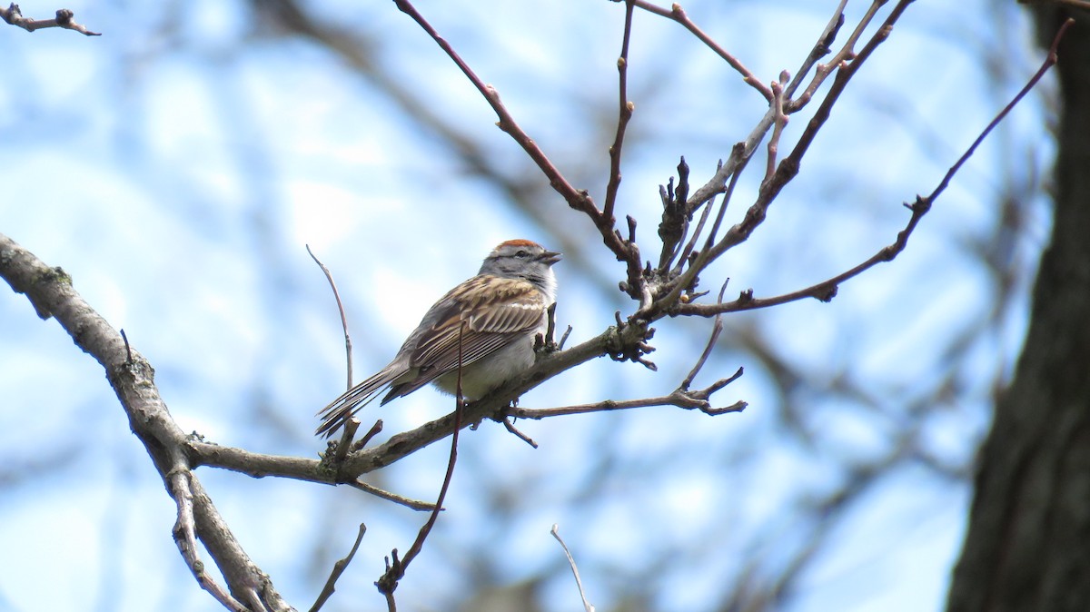 Chipping Sparrow - ML332725511
