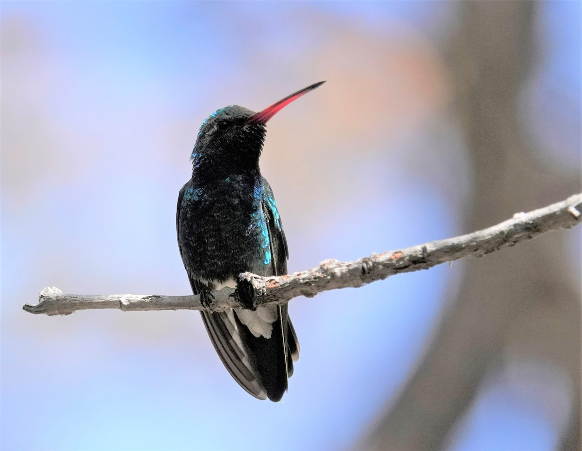 Broad-billed Hummingbird - ML332727061
