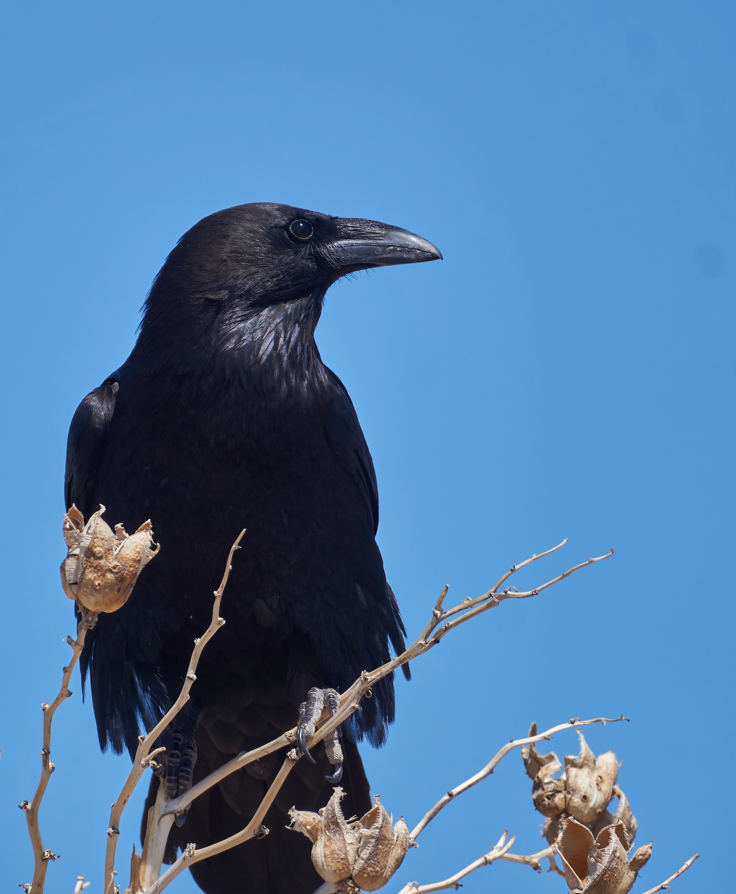 Grand Corbeau - eBird