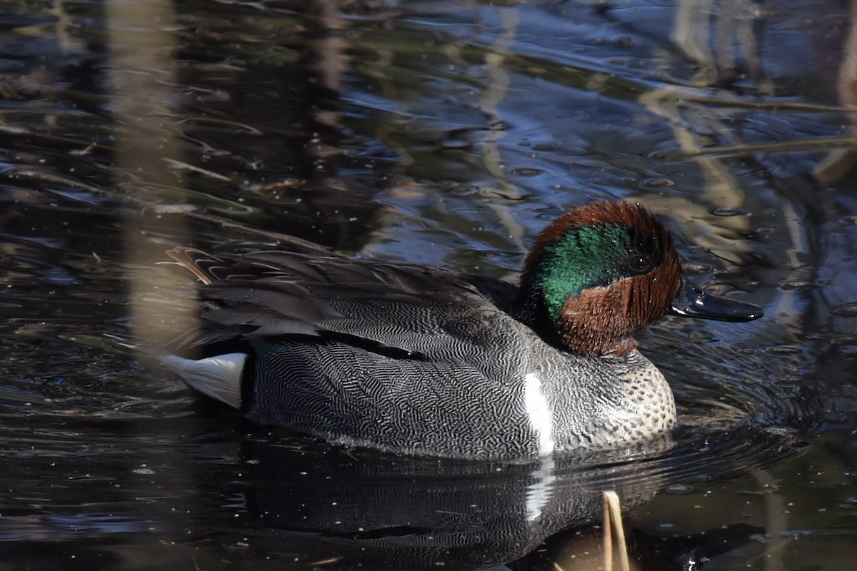 Green-winged Teal - ML332731501