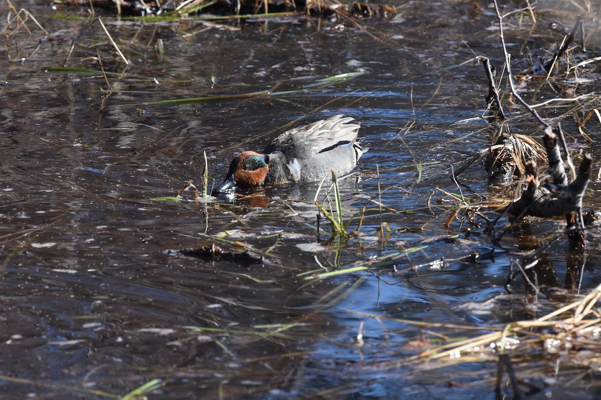 Green-winged Teal - ML332731571