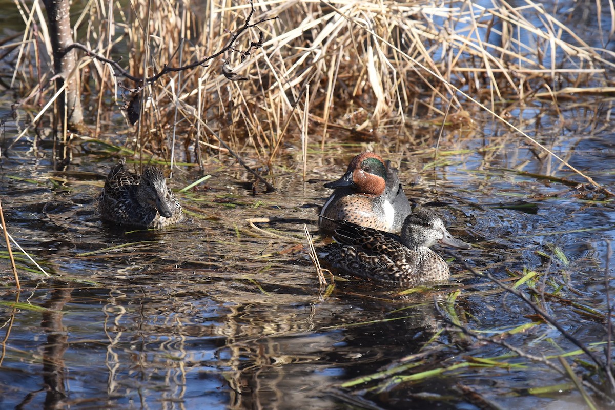 Green-winged Teal - ML332731601