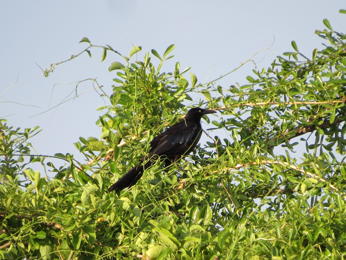Great-tailed Grackle - ML33273511