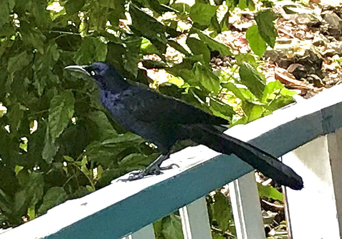 Great-tailed Grackle - ML332735511