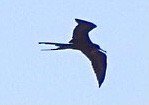 Magnificent Frigatebird - ML332736921
