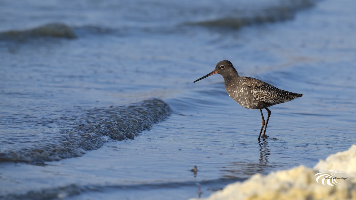 Spotted Redshank - ML332741701