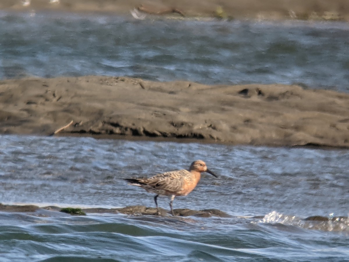 Red Knot - ML332743181