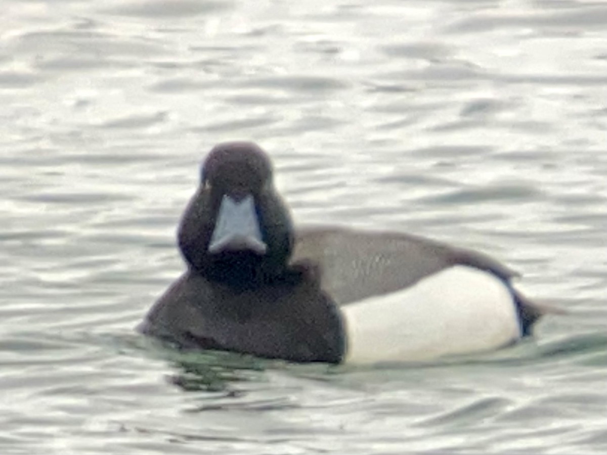 Greater Scaup - ML332744061