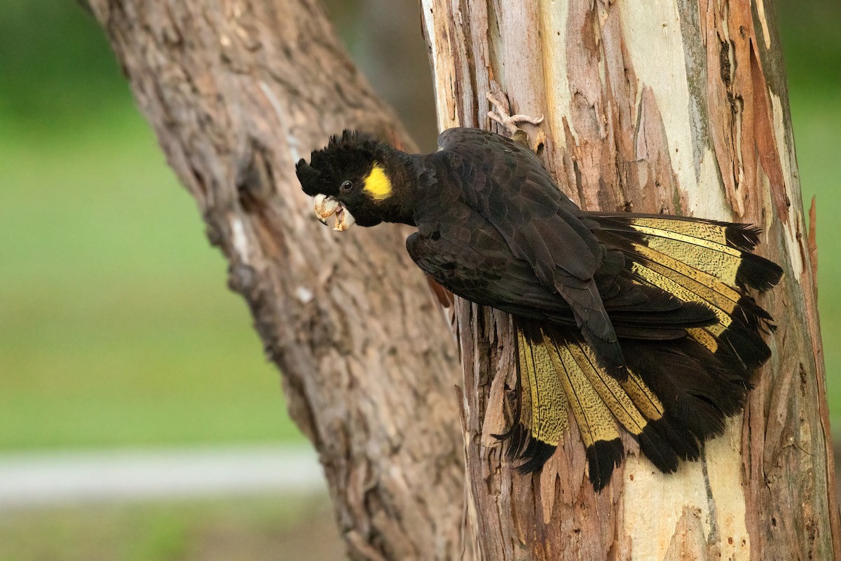 Yellow-tailed Black-Cockatoo - ML332745621