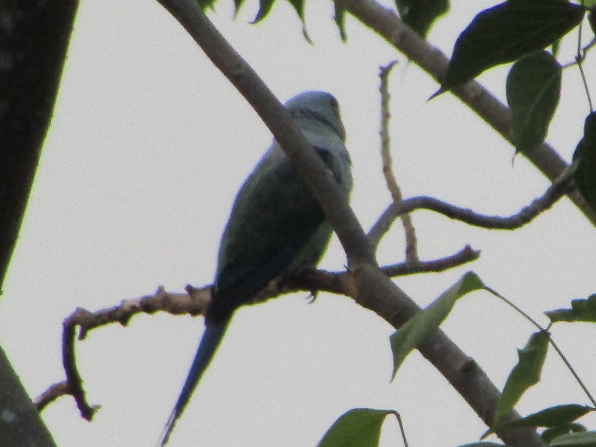 Malabar Parakeet - Selvaganesh K