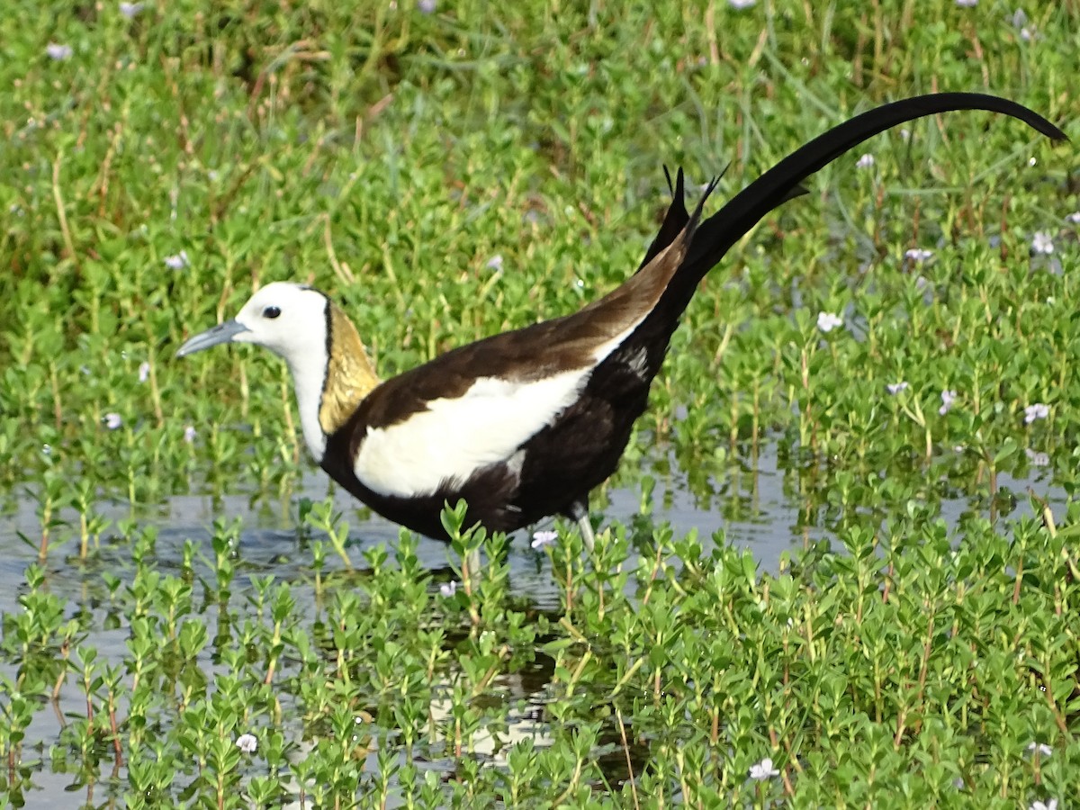 Pheasant-tailed Jacana - ML332755411
