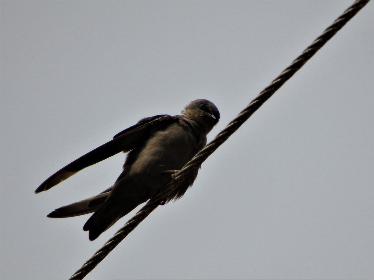 Dusky Crag-Martin - ML332755421