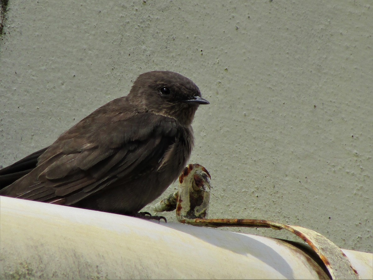 Dusky Crag-Martin - ML332755441