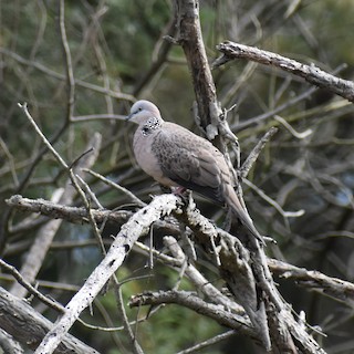 Spotted Dove, ML332755611